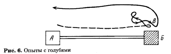 Рис.6 Опыт с голубями