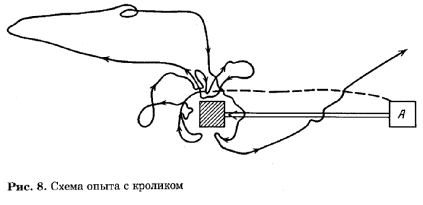 Рис.8 Схема опыта с кроликом