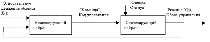Кольцо из анализирующего и синтезирующего
      нейронов