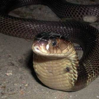 Cobra on a pathway in the night