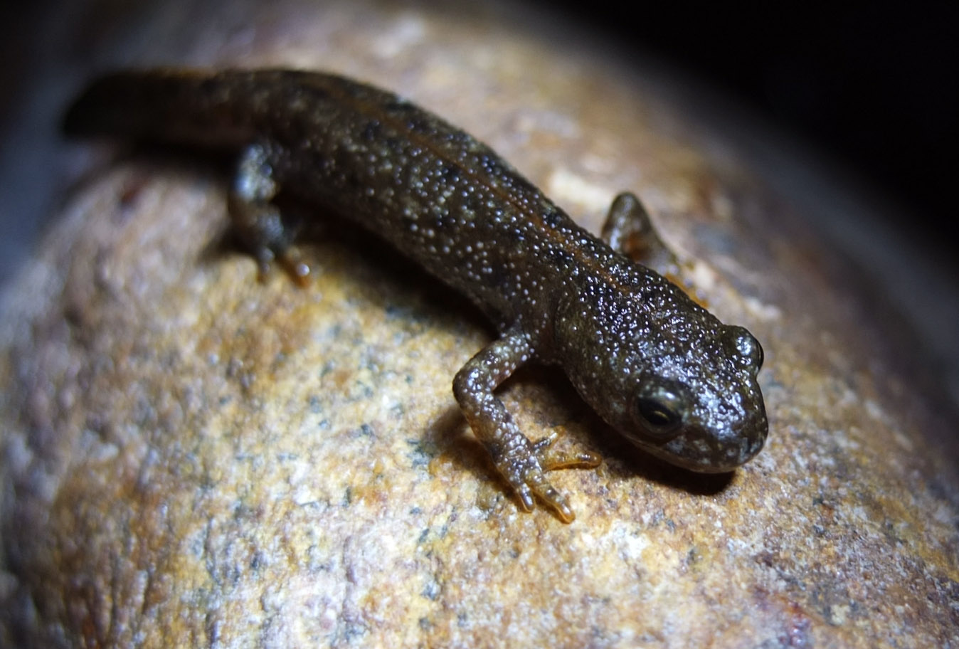 Трион или Саламандра - водяная
      ящерица с оранжевым животом