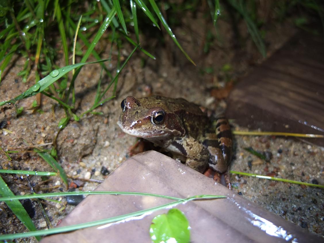 Лягушонок ночью