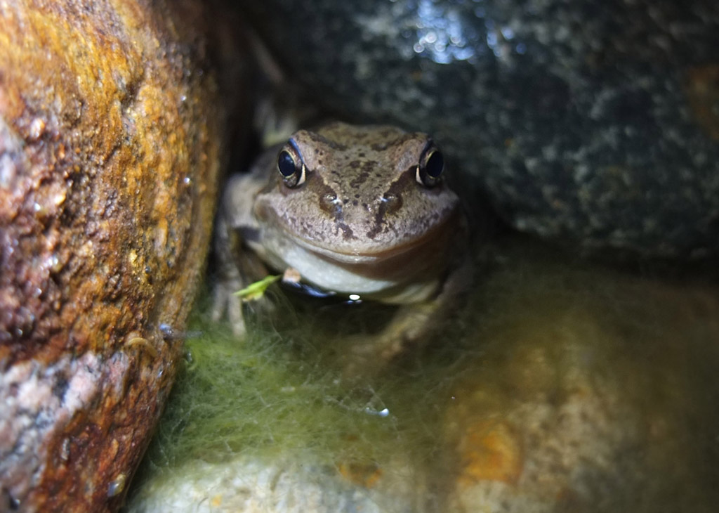 Лягушонок ночью