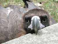 Eagle face. Clever eagle watches
      us