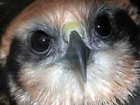 At face view of an eagle its
      beak looks not so big.