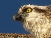 Eagle face. The bird
      snapped in flight.