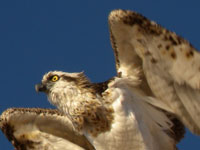 Grey-yellow eagle starts
      its flight. Background is blue sky.