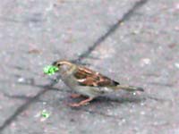 A sparrow holds many worms at
      once.