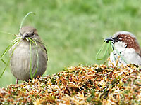 Male and female sparrows
      hold many blades of grass, that wil be used for their nest. 