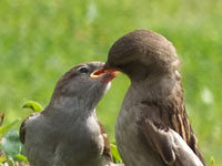 Mother sparrows and a young
      one