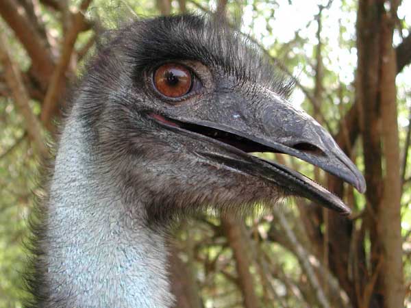 An ostrich portrait. Its clear
      eye reflects three people.