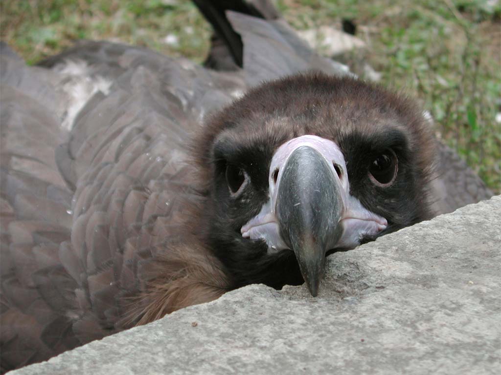 Eagle face. The eagle sits
      on ground near a concrete block and watches us.