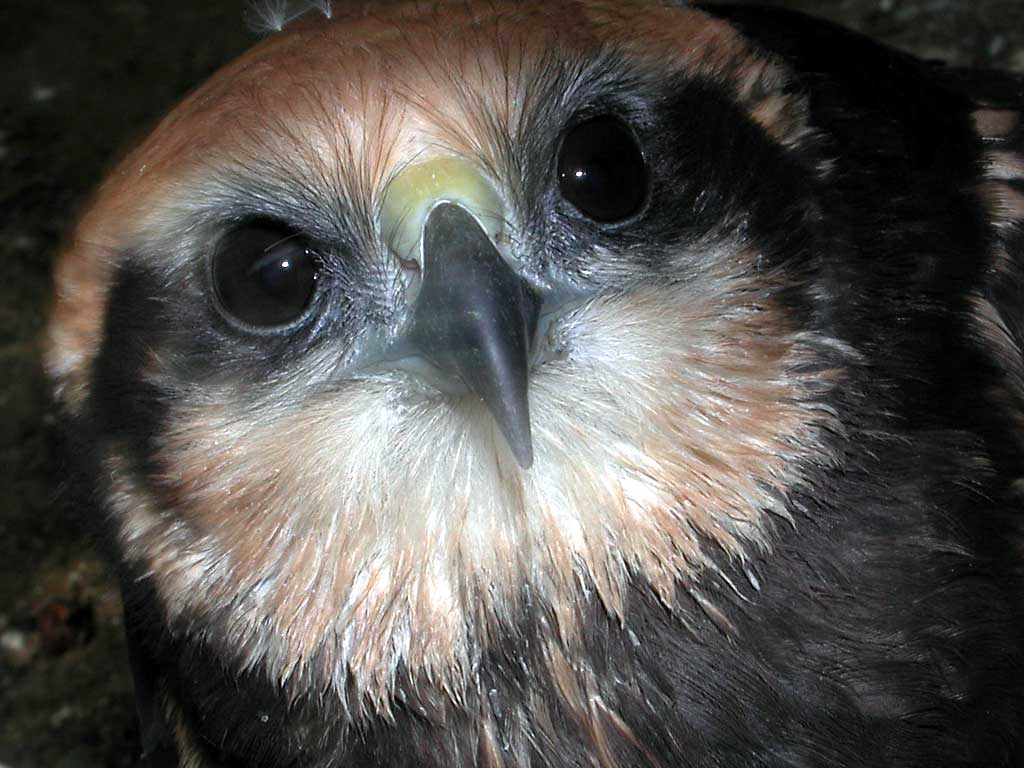 Eagle face. Strong beak. Dark
      mask on the eyes.