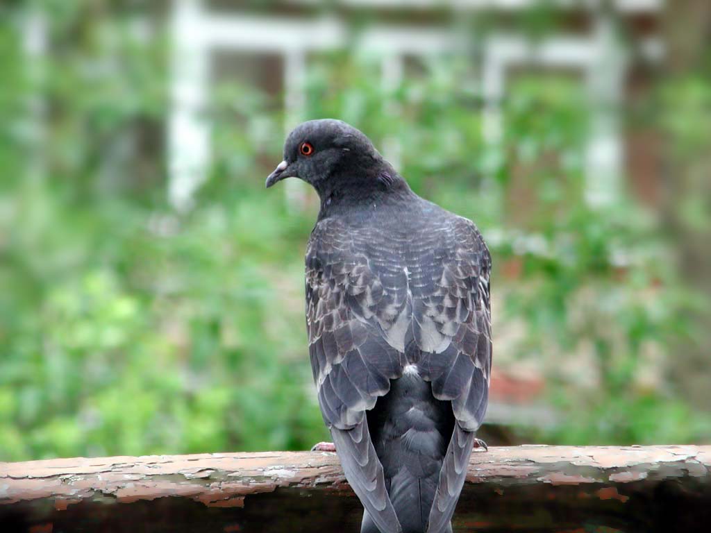 The pigeon sits back to us. It
      turns its head halfside like on Egyptian pictures.