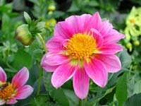 Rose petals, yellow middle,
      green background.
