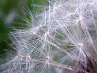 A half of a white hat
      of a blowball