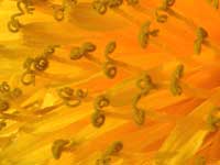a yellow Dandelion with
      curled stamens