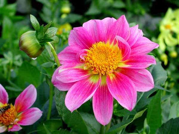 Dahlia - a garden flower
      of a rose color