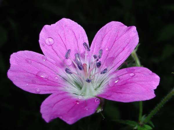 A small flower with violet
      petals
