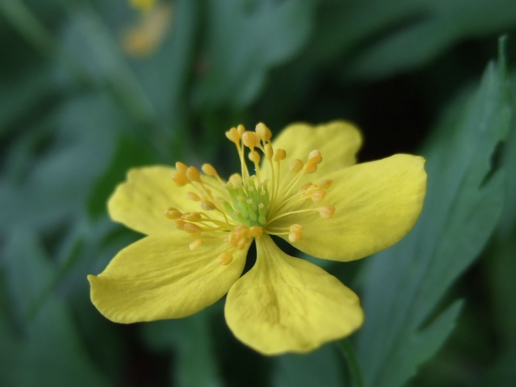 Small yellow fatty-looking
      flower on green background. Five petals.