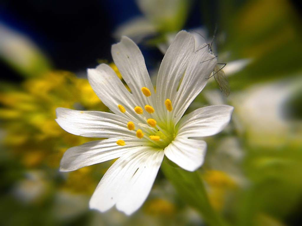 A small white field flower with
      a more small moth. May 2000