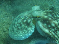 Маленький осьминог прижался к грунту. Щупальца завиты в колечки.