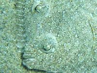 a spotted plaice hides
      on spotted ground