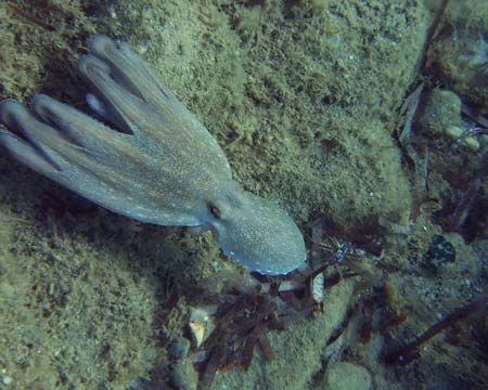 octopus swims like a rocket