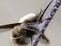 An insect like a bumblebee
      with long nose and long legs