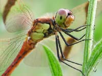 Wings with mesh -
      dragonfly on branch
