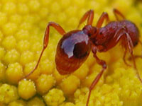 A tiny ant on a yellow camomile
      flower