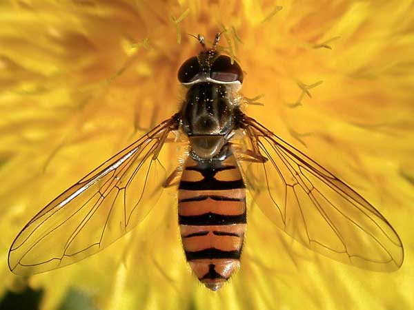 A yellow fly, looking
      like a bee, on a yellow dandelion.