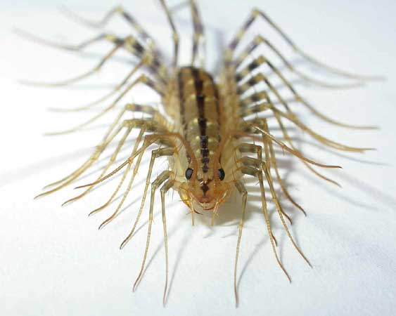 Домашняя сколопендра Scutigera coleoptrata
