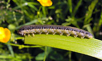 Slim brown caterpillar at an edge of a green grass