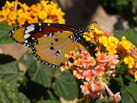 Brown and orange wing
      of butterfly