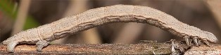thin brown caterpillar