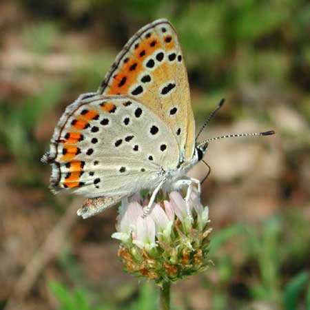 Wings of the butterfly
      has black spots and an orange rim