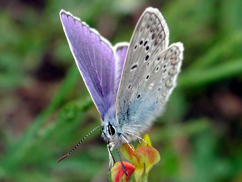 A butterfly with lilac upper side
      of wings and grey lower side of wings. The butterfly sits on a
      yellow-red flower. The background is green grass.