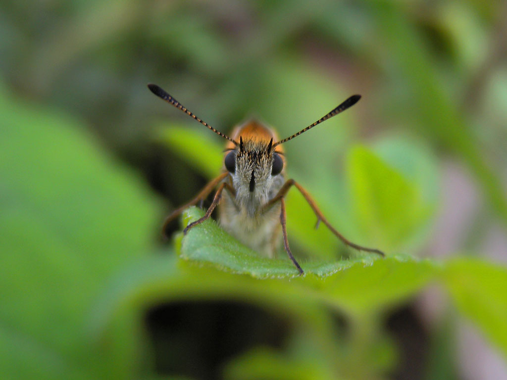 В кадр смотрит пушистая
      бабочка с полосатыми усиками на зелёном листочке