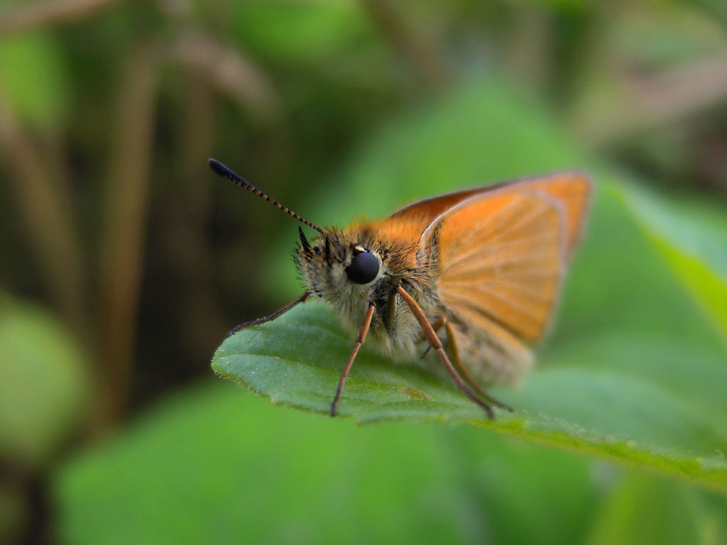 Orange butterfly on a green leaf