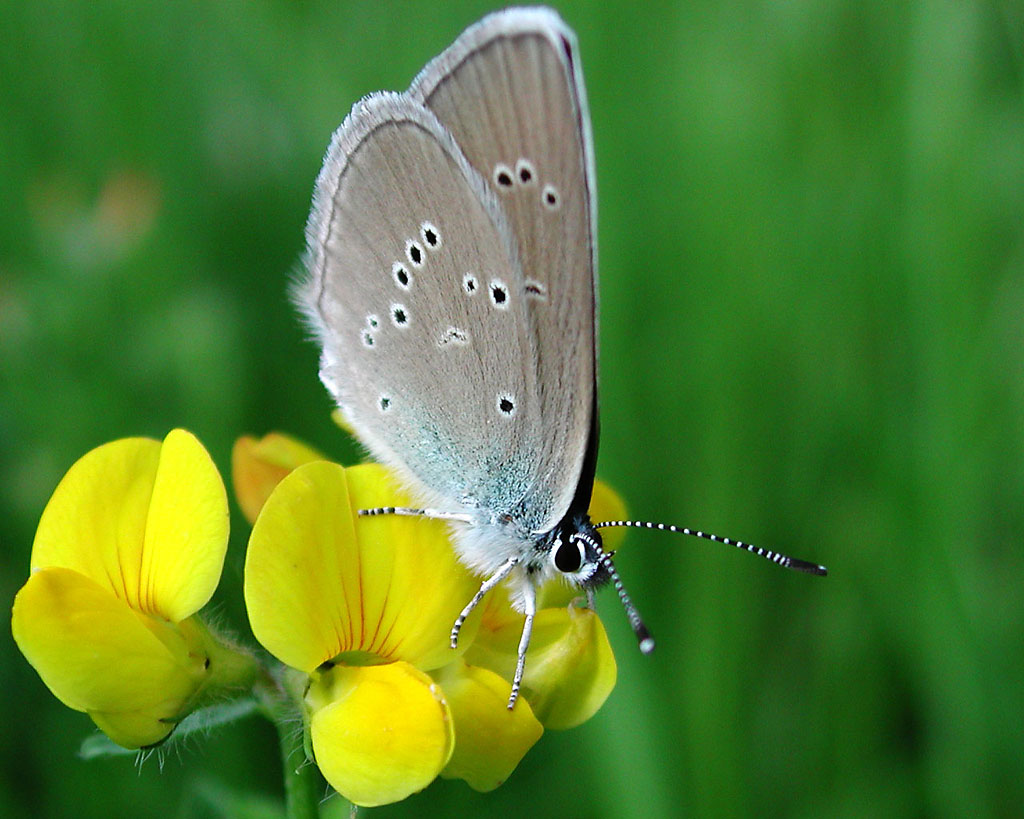 A blue-butterfly sits on a
      bright yellow wood flower on the background of green grass