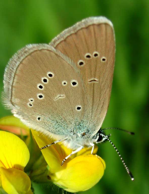 A butterfly with spotted
      wings on a yellow flower