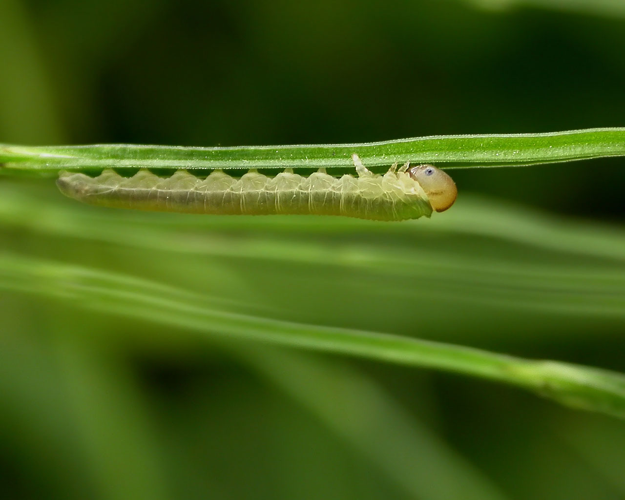 A small slim green
      caterpillar, legs upward, goes along a green branchlet.