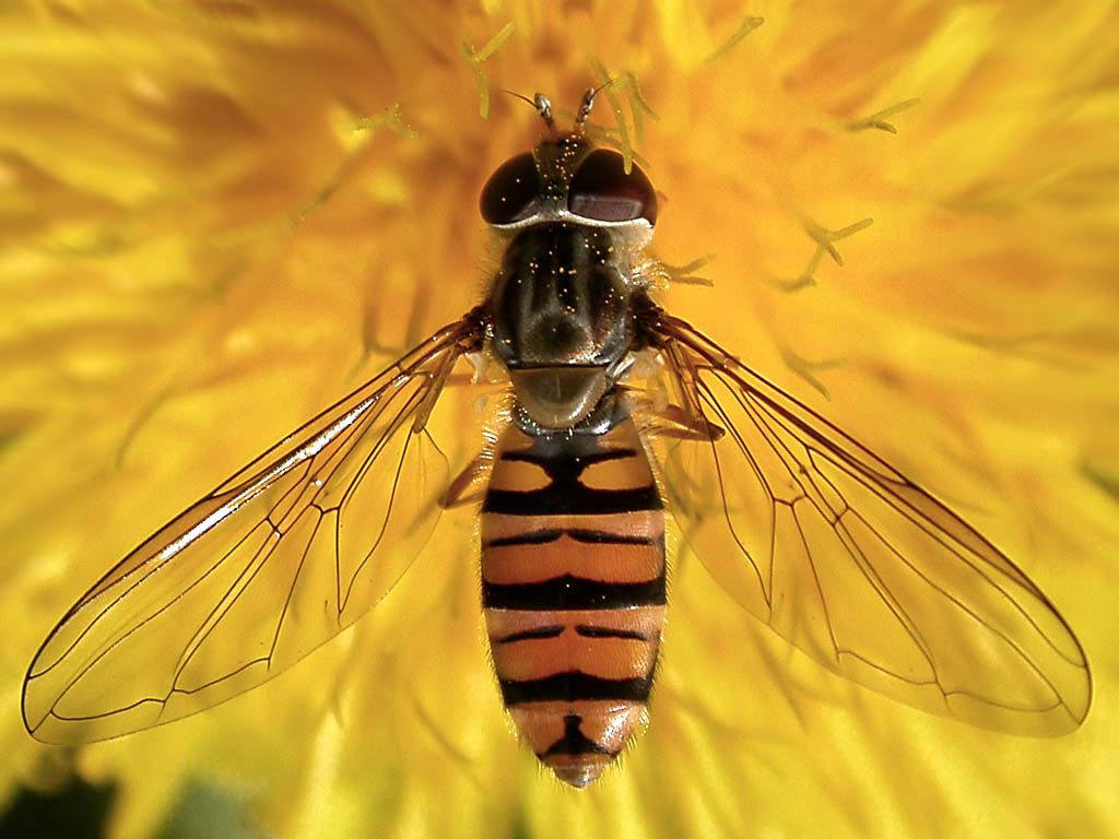 Муха сирфида (похожа
      на пчелу) на жёлтом одуванчике