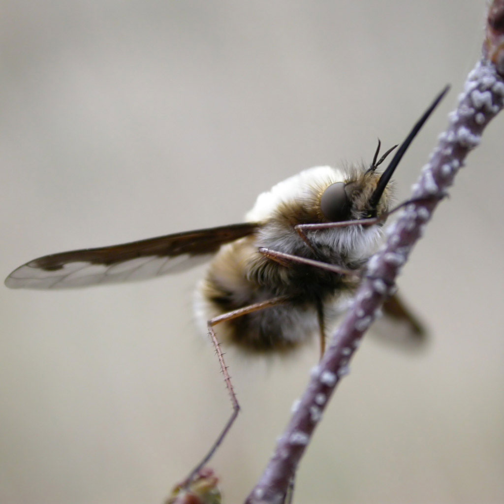 On the photo the insect looks
      like a bee with a long thin nose.
