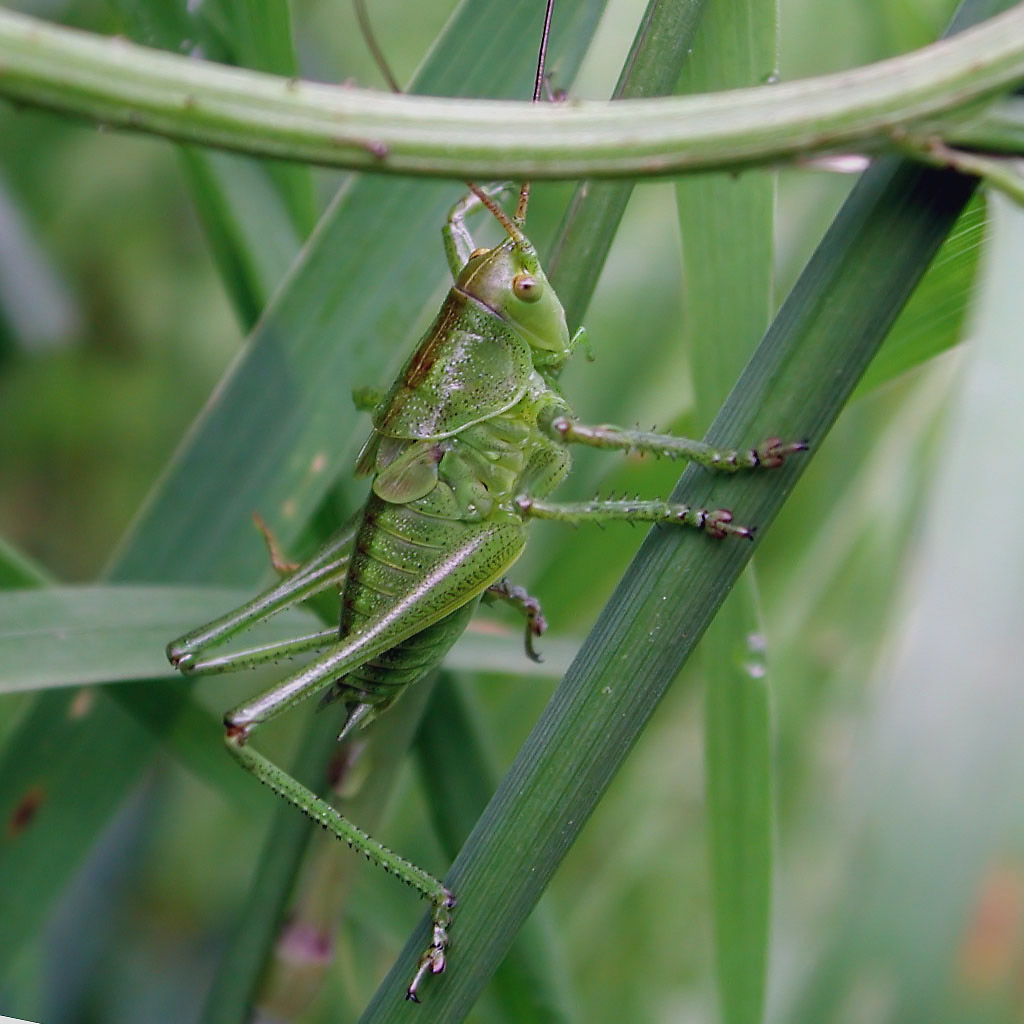 Green grasshopper at
      green grass