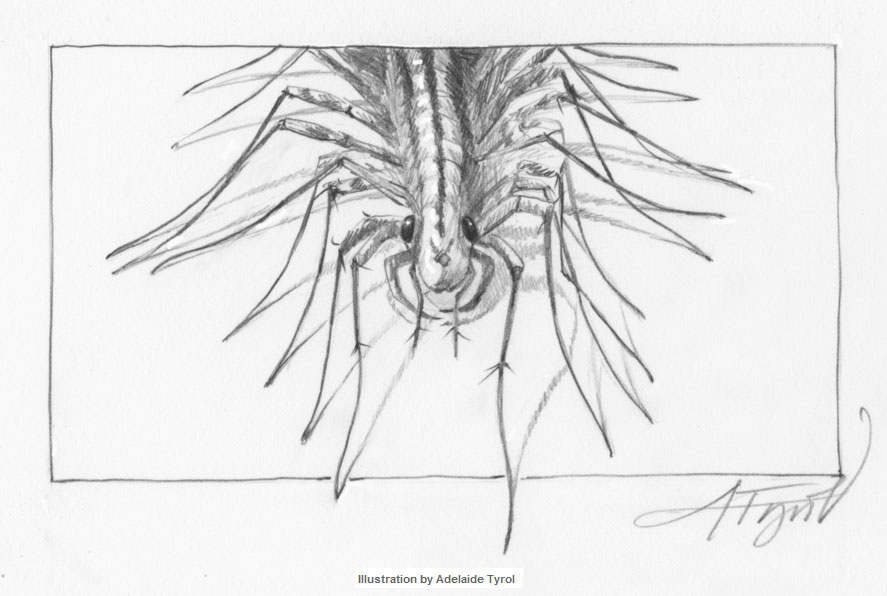 Scutigera coleoptrata