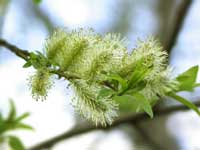 A young spring branch of
      birch tree