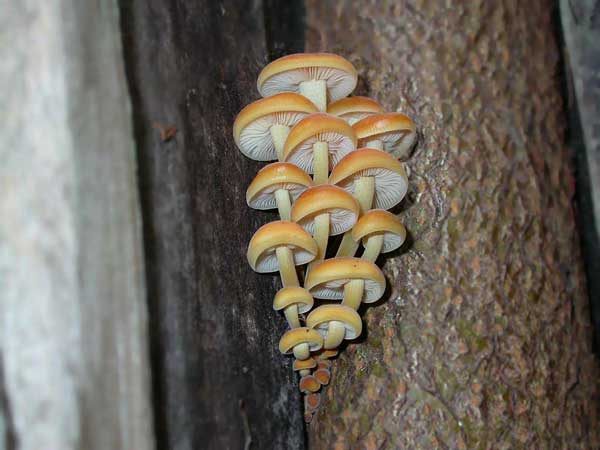 A group of parasite mushrooms
      grows on the trunk of a tree