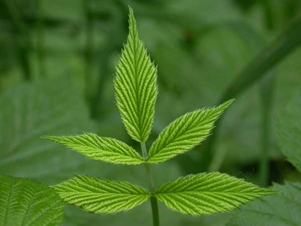 A fresh green branchlet with
      five new leaves